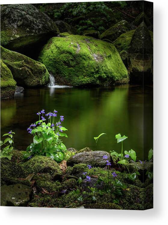 Violets Canvas Print featuring the photograph Serene Green by Bill Wakeley