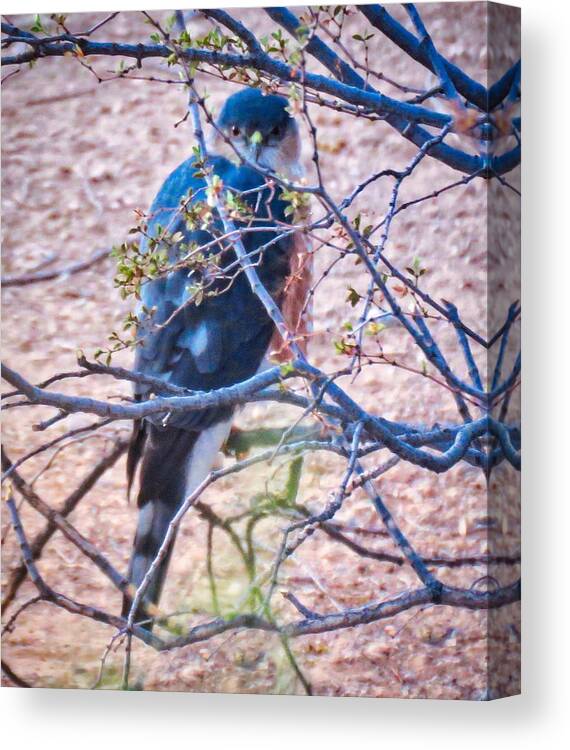 Accipiter Canvas Print featuring the photograph Sharp-Shinned Hawk Hunting in the Desert by Judy Kennedy