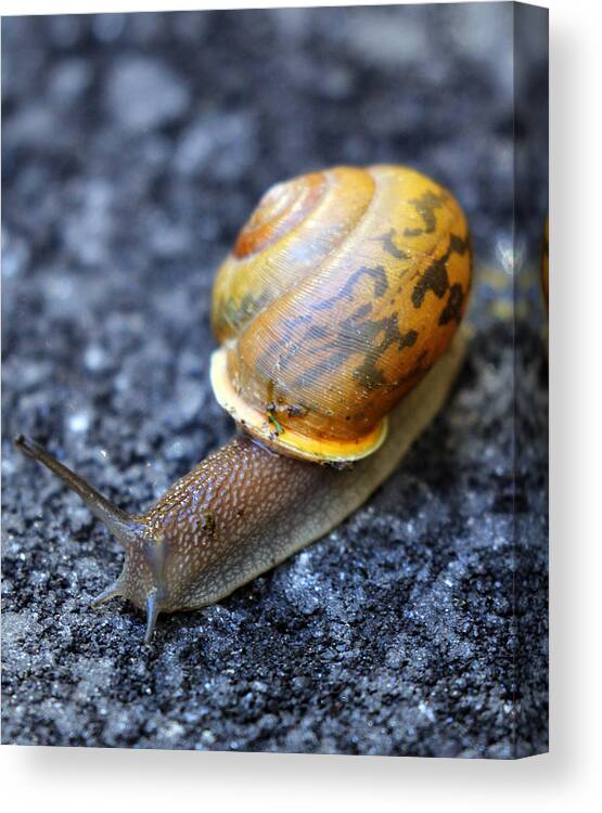 Snail Canvas Print featuring the photograph Shell Shock by Jennifer Robin