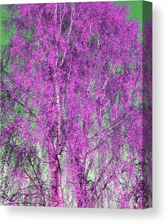 Silverbirch Canvas Print featuring the photograph Silver Birch in Lilac by Rowena Tutty