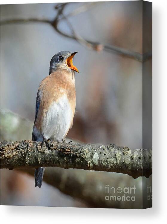 Bluebird Canvas Print featuring the photograph Singing This Song For You by Amy Porter