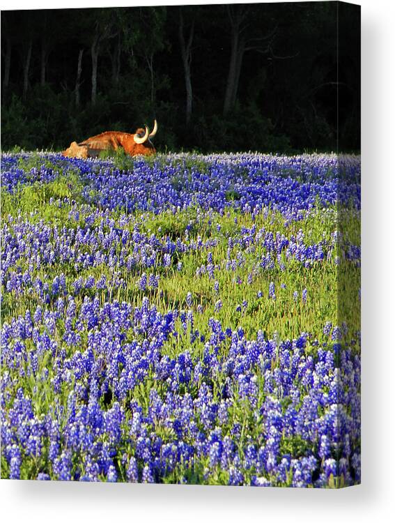 Cow Canvas Print featuring the photograph Sleeping Longhorn in Bluebonnet Field by Ted Keller