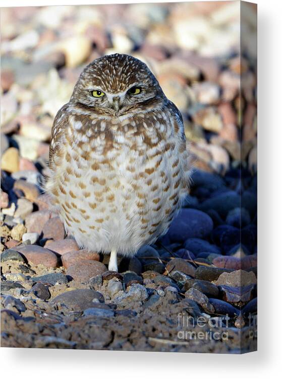 Denise Bruchman Canvas Print featuring the photograph Sleepy Burrowing Owl by Denise Bruchman