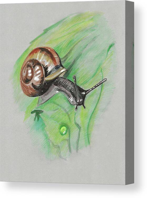 Snail Canvas Print featuring the painting Snail on a Leaf by Masha Batkova