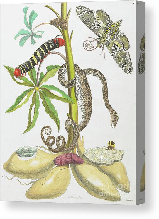 Snake Canvas Print featuring the drawing Snake, Caterpillar, Butterfly, and Insects on Plant by Maria Sibylla Graff Merian