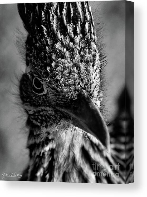 Bird Canvas Print featuring the photograph Snake Killer Black and White by Adam Morsa