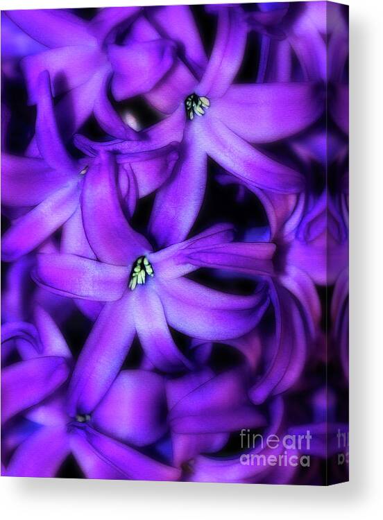 Hyacinth Canvas Print featuring the photograph Soft Hyacinth by Judi Bagwell