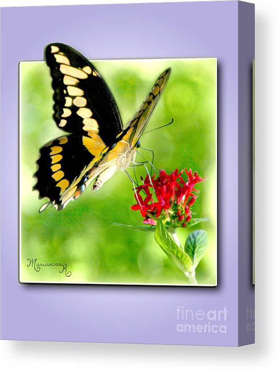 Fauna Canvas Print featuring the photograph Soft Landing by Mariarosa Rockefeller
