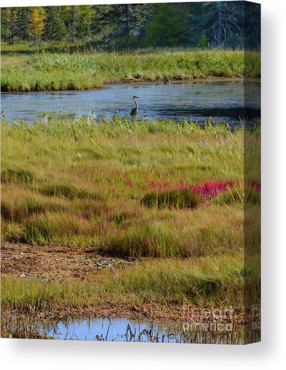 Marsh Canvas Print featuring the photograph Somesville Marsh by Barry Bohn