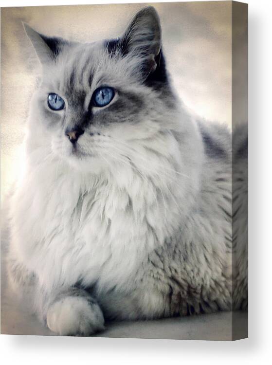 Cat Canvas Print featuring the photograph Spirit Cat 2 by Darlene Kwiatkowski