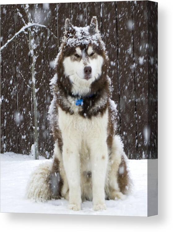 Animals Canvas Print featuring the photograph Spring Snow by Rhonda McDougall
