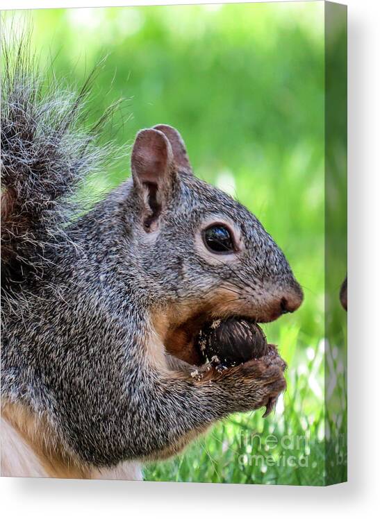 Outdoors Canvas Print featuring the photograph Squirrel 1 by Christy Garavetto