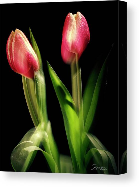 Tulips Canvas Print featuring the photograph Starting to Bloom by Frederic A Reinecke