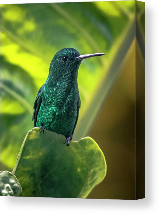 Birds Canvas Print featuring the photograph Steely-Vented Hummingbird Quindio Colombia by Adam Rainoff