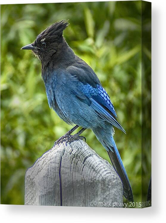 Stellar's Jay Bc Provincial Bird Canvas Print featuring the photograph Stellar's Jay by Mark Peavy