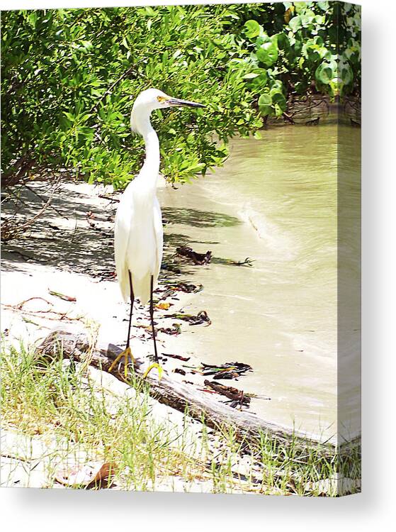 Florida Canvas Print featuring the photograph Still Looking for Lunch GP by Chris Andruskiewicz