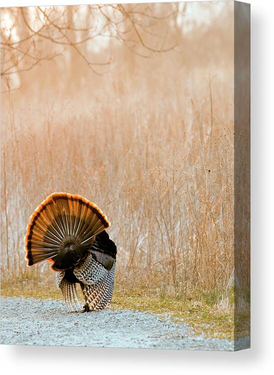 Nature Canvas Print featuring the photograph Strut by Ron McGinnis