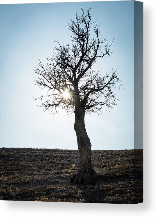 Inspiration Canvas Print featuring the photograph Sun rays and bare lonely tree by Michalakis Ppalis