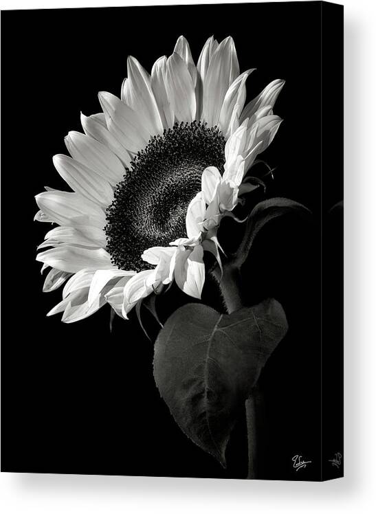 Flower Canvas Print featuring the photograph Sunflower in Black and White by Endre Balogh