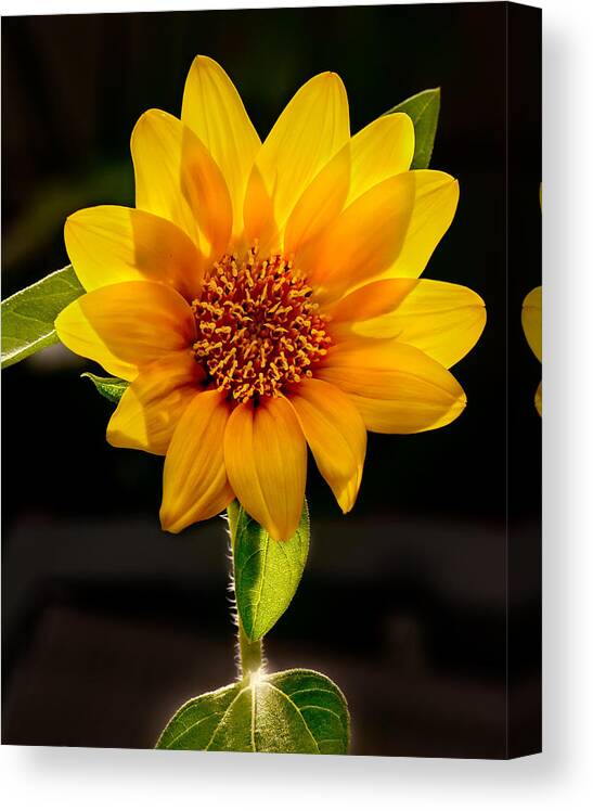 Sunflower Photo Canvas Print featuring the photograph Sunflower Sunbeam Print by Gwen Gibson