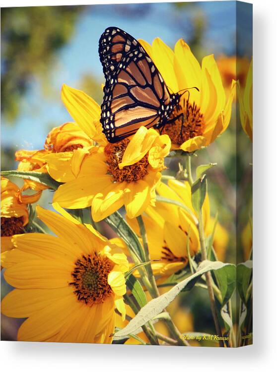 Sunflowers And Monarch Canvas Print featuring the photograph Sunflowers And Monarch by Kathy M Krause