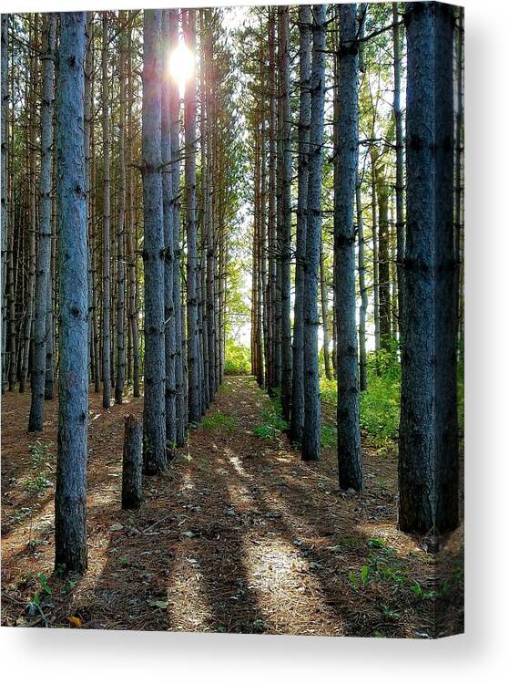 Sunlight Canvas Print featuring the photograph Sunlight Through the Forest Trees by Vic Ritchey