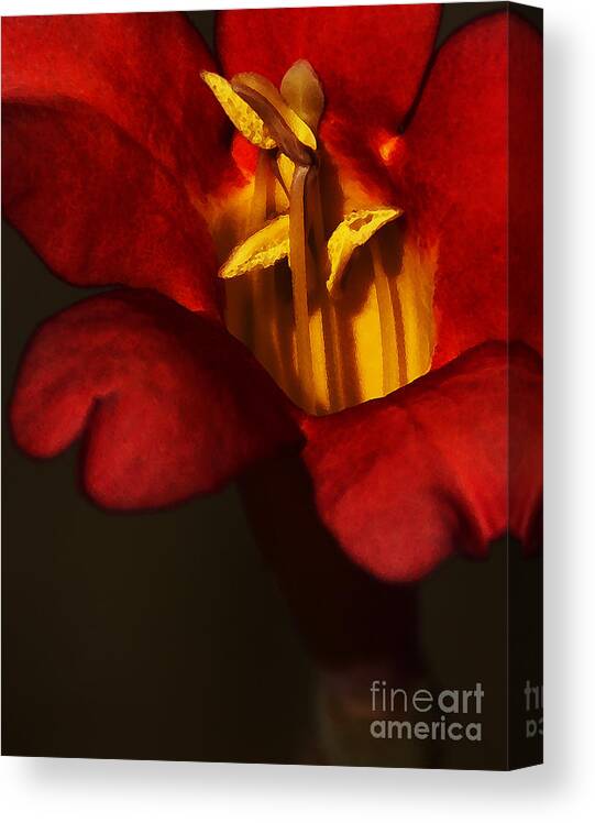 Flower Canvas Print featuring the photograph Sunlit Attraction by Linda Shafer