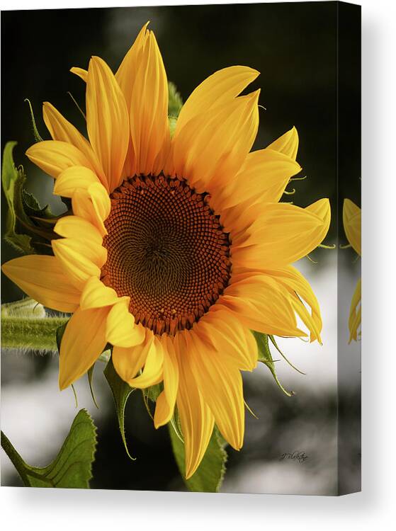 Sunny Sunflower Canvas Print featuring the photograph Sunny Sunflower by Jordan Blackstone