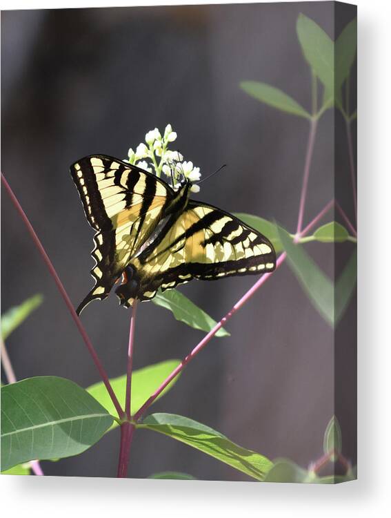 Butterfly Canvas Print featuring the photograph Swallowtail by Ben Foster
