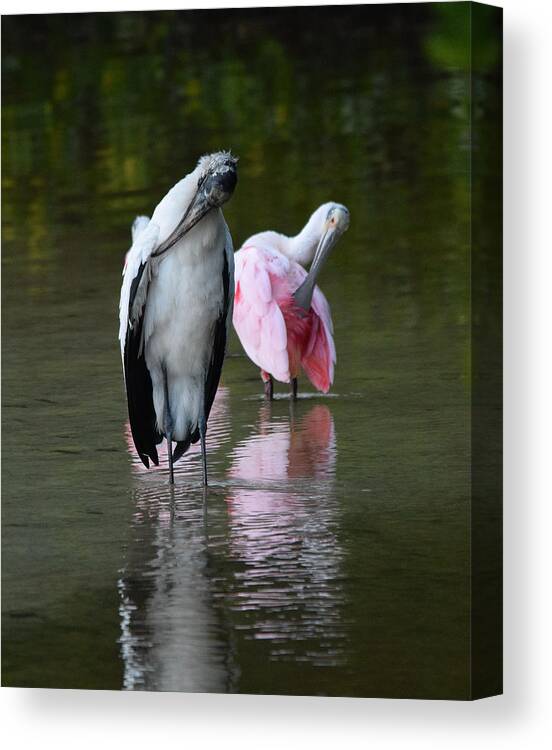 Wood Stork Canvas Print featuring the photograph Synchronized Preening by Jim Bennight