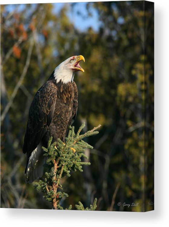 Birds Canvas Print featuring the photograph Talking Trash by Gerry Sibell