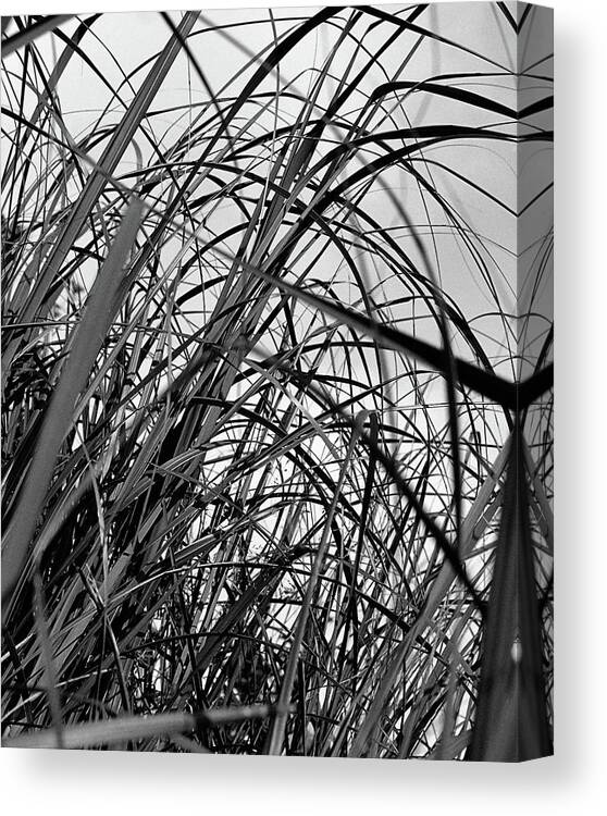 Abstract Canvas Print featuring the photograph Tangled Grass by Sue Capuano