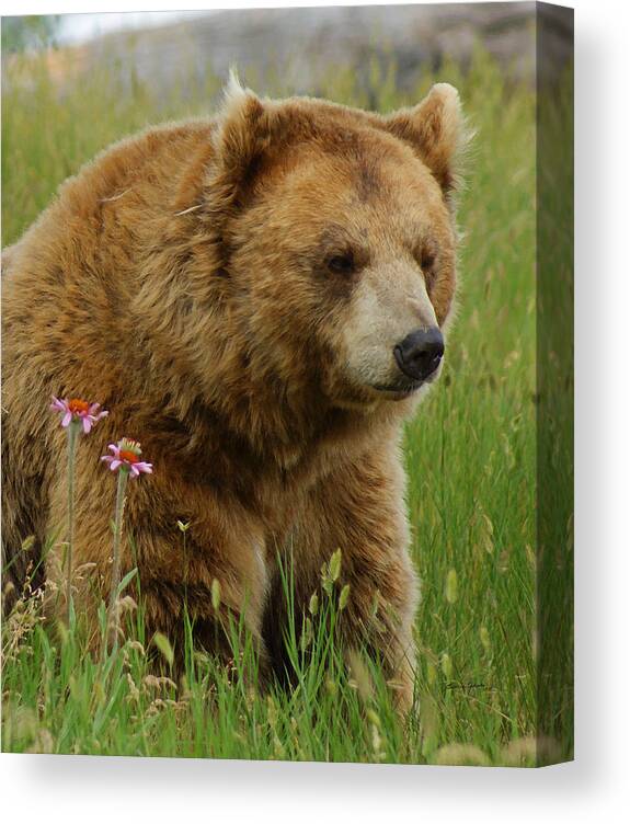 Bear Canvas Print featuring the mixed media The Bear 1 Dry Brushed by Ernest Echols