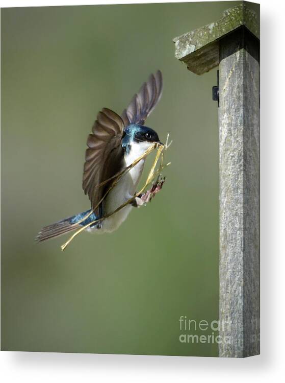 Tree Swallow Canvas Print featuring the photograph The Finishing Touches by Amy Porter
