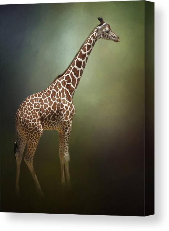 Africa Canvas Print featuring the photograph The Giraffe by David and Carol Kelly