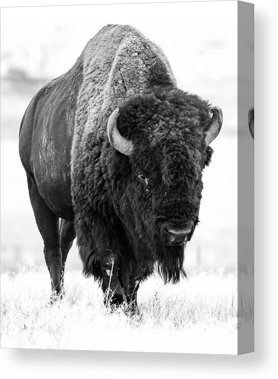 Grassland Canvas Print featuring the photograph The Great Plains by Jody Partin
