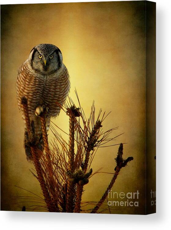 Hawk Owl Canvas Print featuring the photograph The great stare down by Heather King