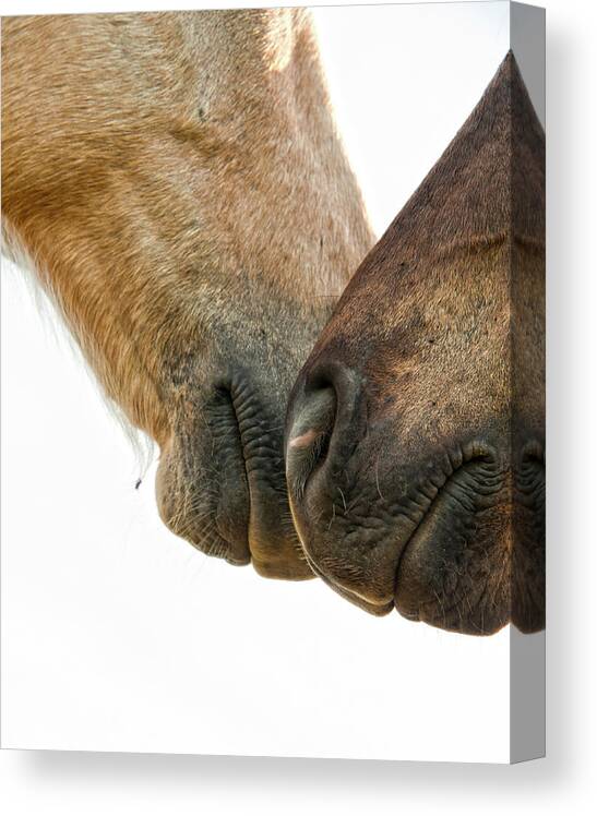 Equine Canvas Print featuring the photograph The Greeting by Ron McGinnis