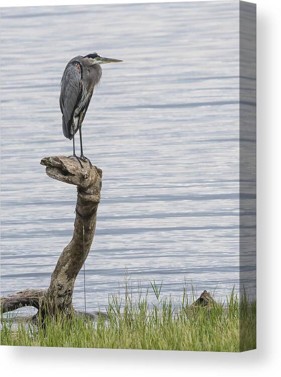 Birds Canvas Print featuring the photograph The Herons Pearch by Gary Neiss