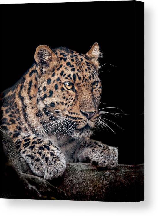 Amur Canvas Print featuring the photograph The night watchman by Paul Neville