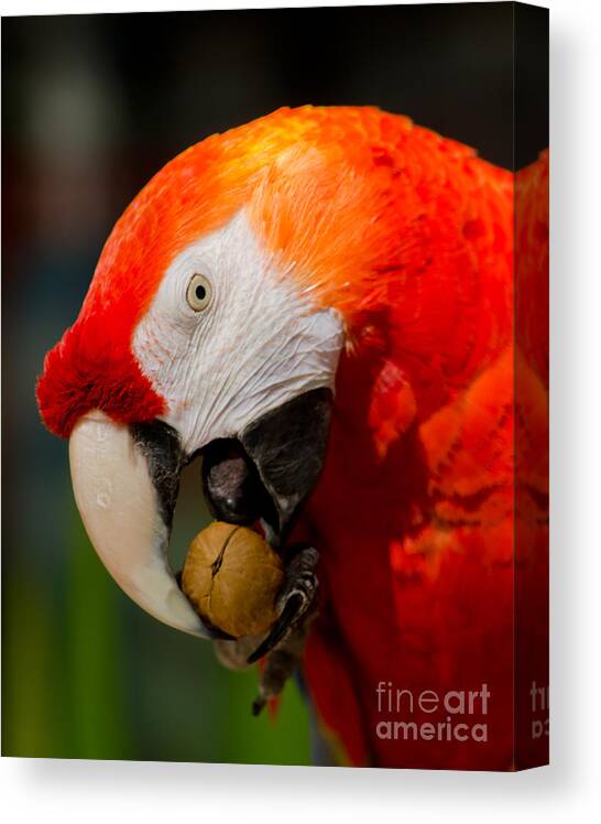 Nut Canvas Print featuring the photograph The Nut Cracker by Nick Boren