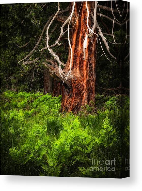 Yosemite Canvas Print featuring the photograph The Old Tree by Anthony Michael Bonafede