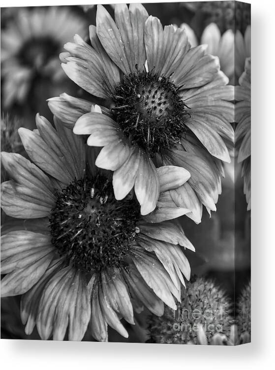 Flowers Canvas Print featuring the photograph The Pair by Kirt Tisdale