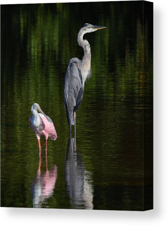 Great Blue Heron Canvas Print featuring the photograph The Sentinels by Jim Bennight