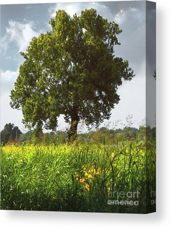 Landscape Canvas Print featuring the photograph The Shade Tree by Lena Wilhite
