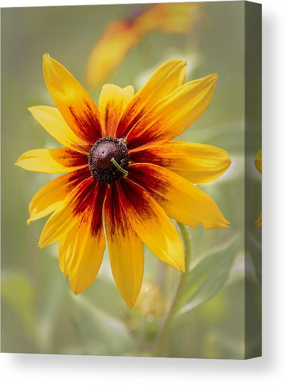 Nature Canvas Print featuring the photograph The Visitor by Robert Mitchell