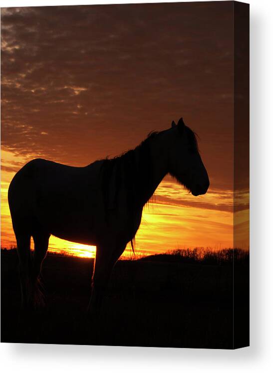 Horse Canvas Print featuring the photograph The West by Ron McGinnis