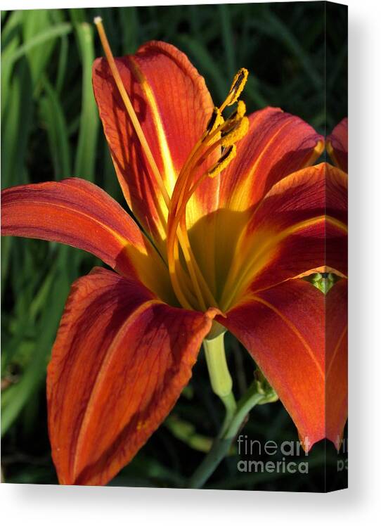 Summer Canvas Print featuring the photograph The Wild One by Pamela Clements