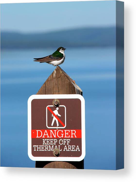 Sign Canvas Print featuring the photograph Thermal Area by George Jones