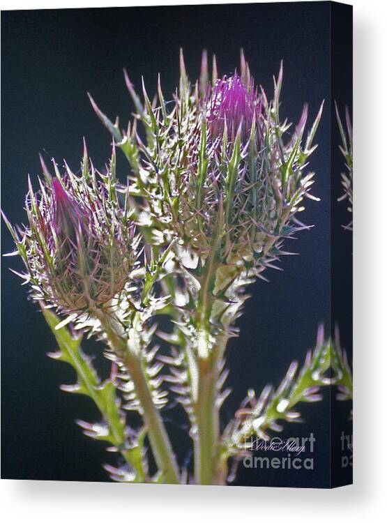 Wildflower Canvas Print featuring the photograph Thistle by Dodie Ulery